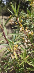 Barkleyanthus salicifolius