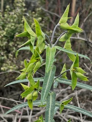Euphorbia lathyris