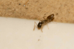 Tapinoma melanocephalum