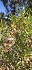 Barkleyanthus salicifolius