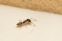 Tapinoma melanocephalum