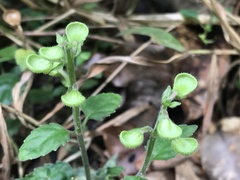 Scutellaria taiwanensis