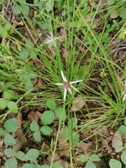 Rhynchospora nervosa