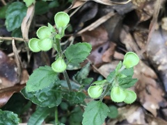 Scutellaria taiwanensis