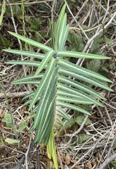 Euphorbia lathyris