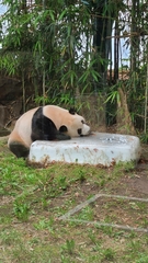 Ailuropoda melanoleuca