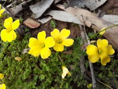 Oxalis perennans