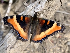 Aglais milberti