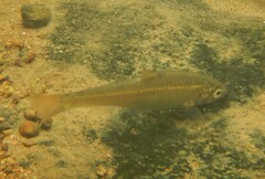 Luxilus chrysocephalus