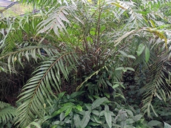 Osmunda vachellii