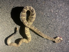 Crotalus molossus molossus