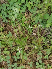 Rhynchospora nervosa