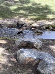 Gallinula tenebrosa