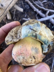 Caloboletus frustosus