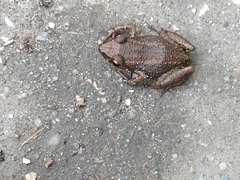 Eleutherodactylus planirostris