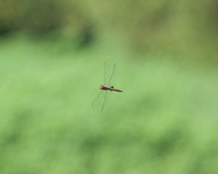 Pantala hymenaea