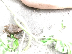 Eleutherodactylus planirostris