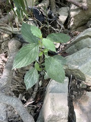 Achyranthes japonica