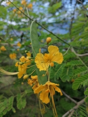 Caesalpinia pulcherrima flava
