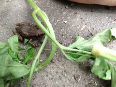 Eleutherodactylus planirostris