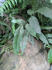 Bolbitis heteroclita