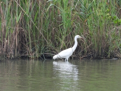 Egretta eulophotes