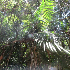 Arecoideae