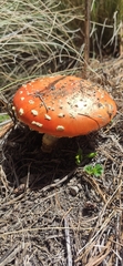 Amanita muscaria flavivolvata
