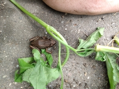 Eleutherodactylus planirostris