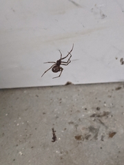 Steatoda nobilis