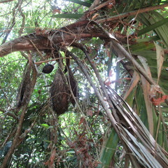 Arecoideae