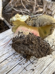 Caloboletus frustosus