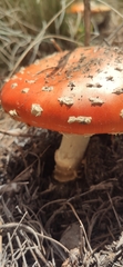 Amanita muscaria flavivolvata
