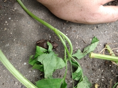 Eleutherodactylus planirostris