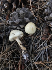Zhuliangomyces