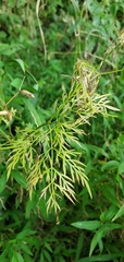 Trepocarpus aethusae