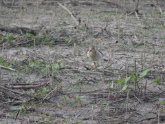 Calidris subruficollis