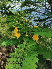 Caesalpinia pulcherrima flava
