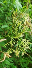 Trepocarpus aethusae