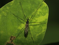 Gnophomyia tristissima