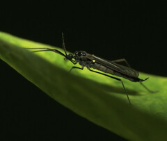 Gnophomyia tristissima