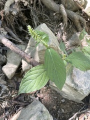 Achyranthes japonica