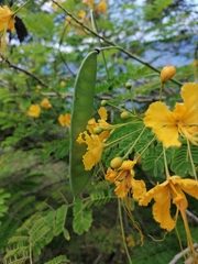 Caesalpinia pulcherrima flava