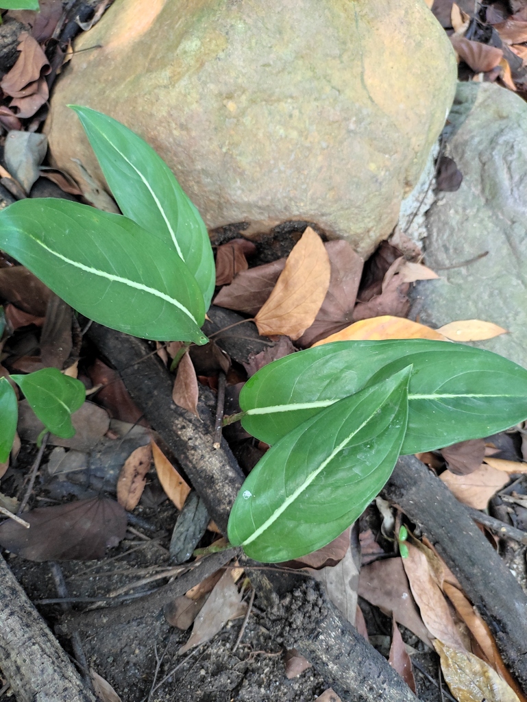 Dieffenbachia leopoldii