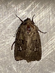 Lacinipolia renigera