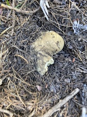 Caloboletus frustosus