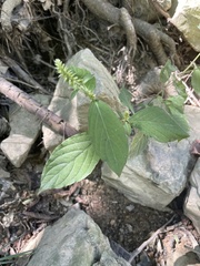 Achyranthes japonica