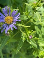 Symphyotrichum subspicatum