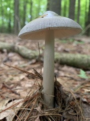 Amanita vaginata