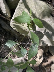 Achyranthes japonica